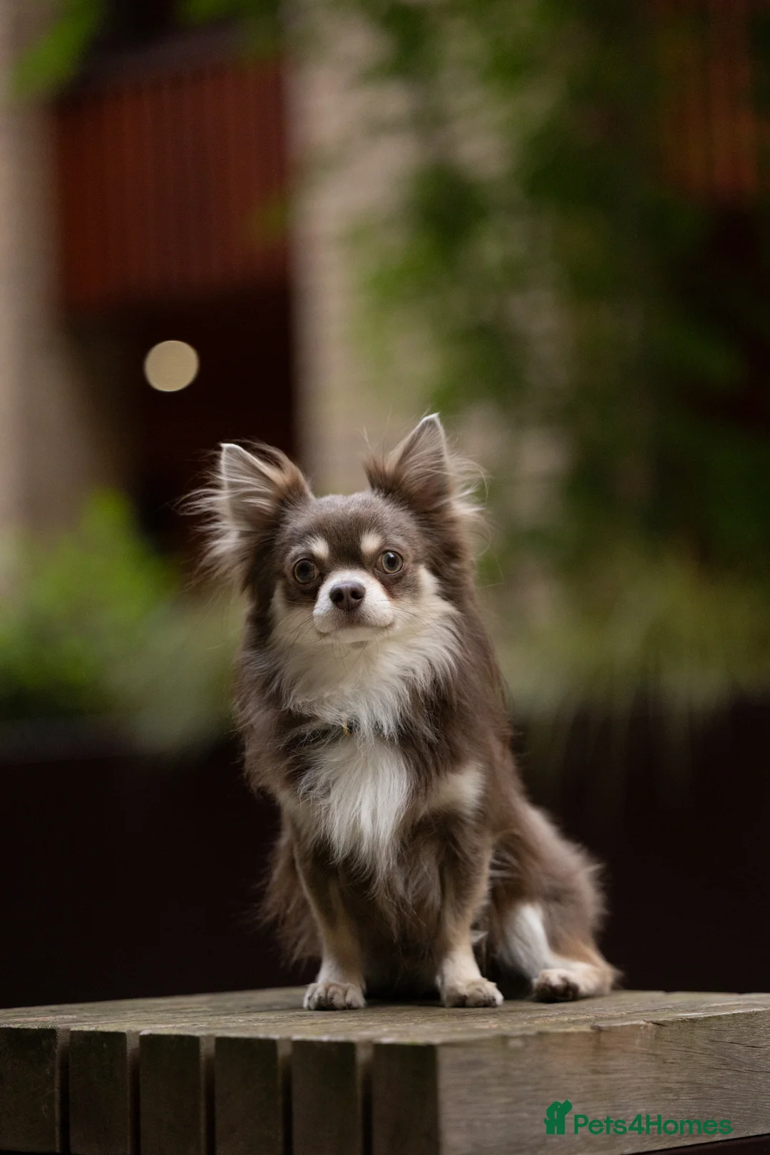 Chihuahua dogs for stud: Chihuahua boy for stud (long hair, rare color) - Advert 1