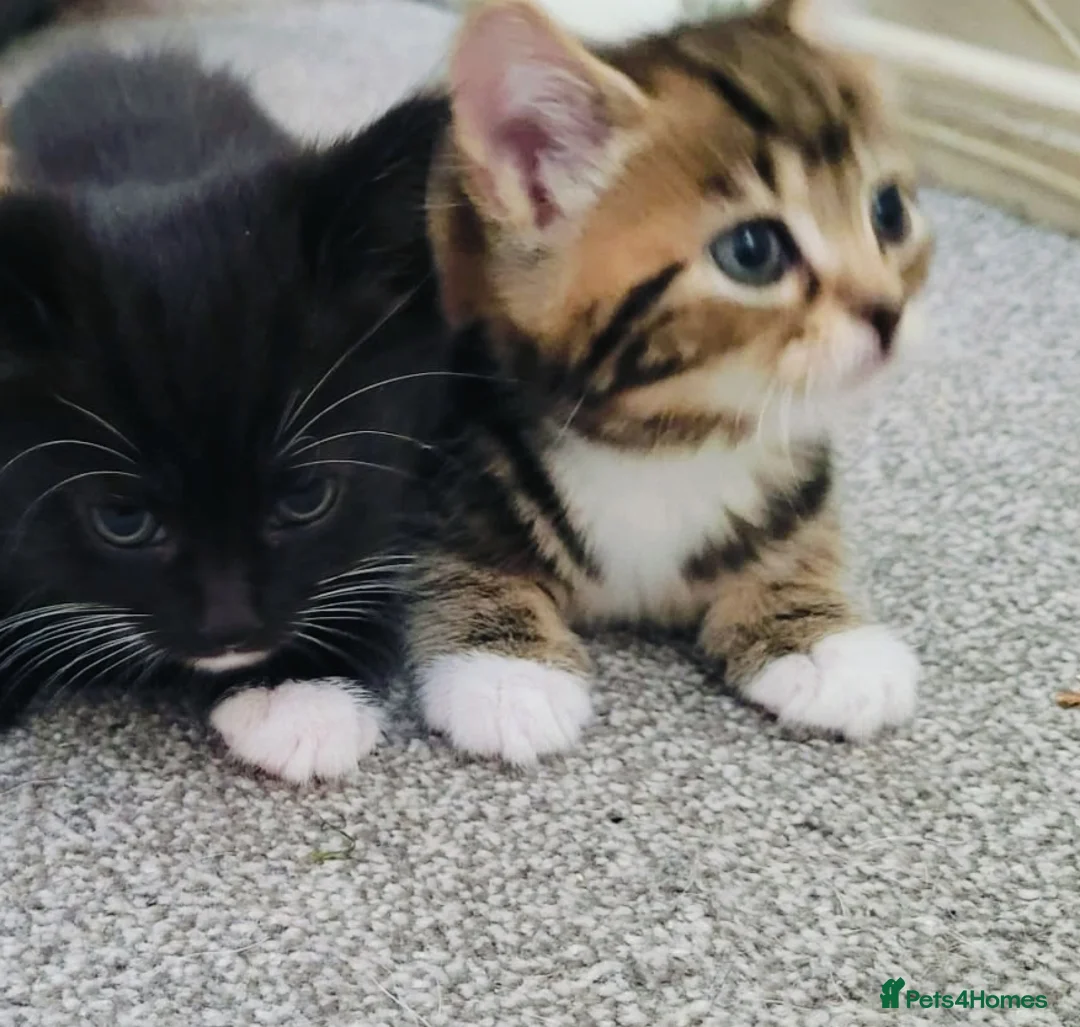 Mixed Breed cats for sale: 2 Beautiful Female Kittens-10 Weeks Old - Advert 1