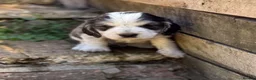Cocker Spaniel dogs for sale: OUTSTANDING KC SHOW COCKER SPANIELS  - Advert 12