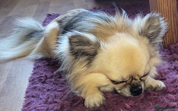 Chihuahua dogs for sale: Chiuahuah pups Lilac merl, fawn and white  - Image 8