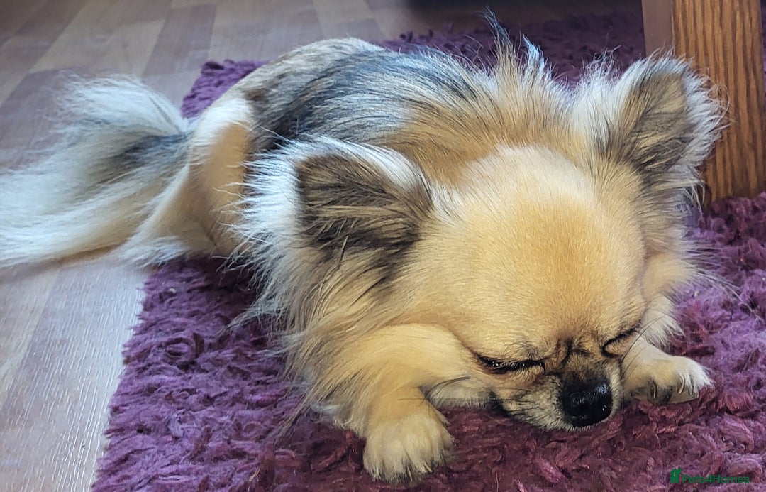 Chihuahua dogs for sale: Chiuahuah pups Lilac merl, fawn and white  - Image 8