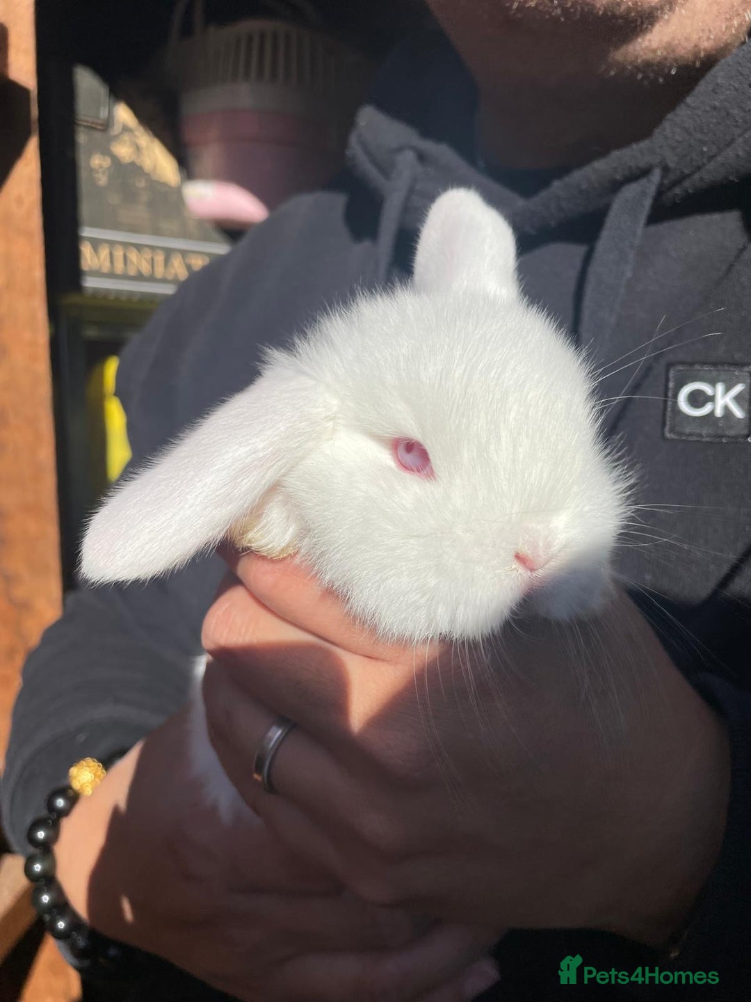 Mini Lop rabbits for sale: Healthy lovely bunny  - Image 1