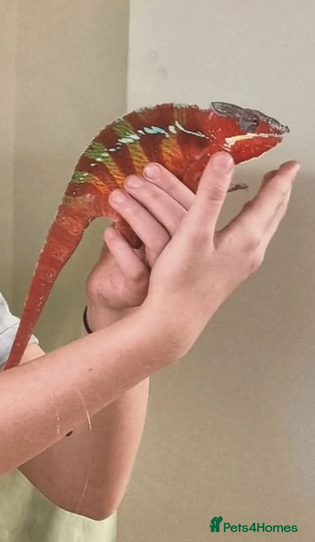 Chameleon reptiles for sale: Chameleon and full setup - Advert 4