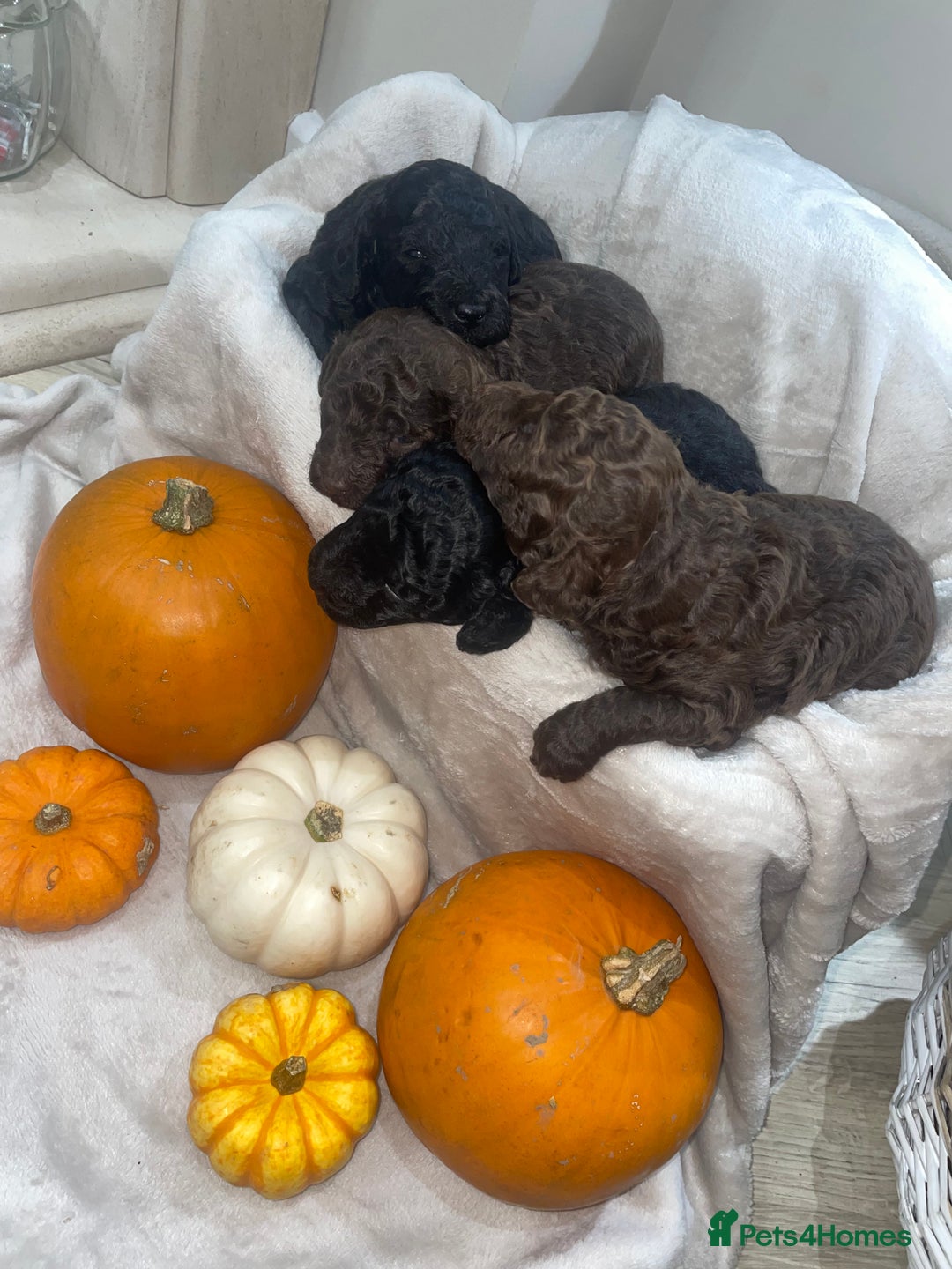 Mini Goldendoodle dogs for sale: Miniature goldenoodle puppies - Image 2