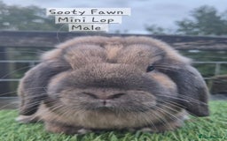 Mini Lop rabbits for sale: Various young mini lop males  - Image 7