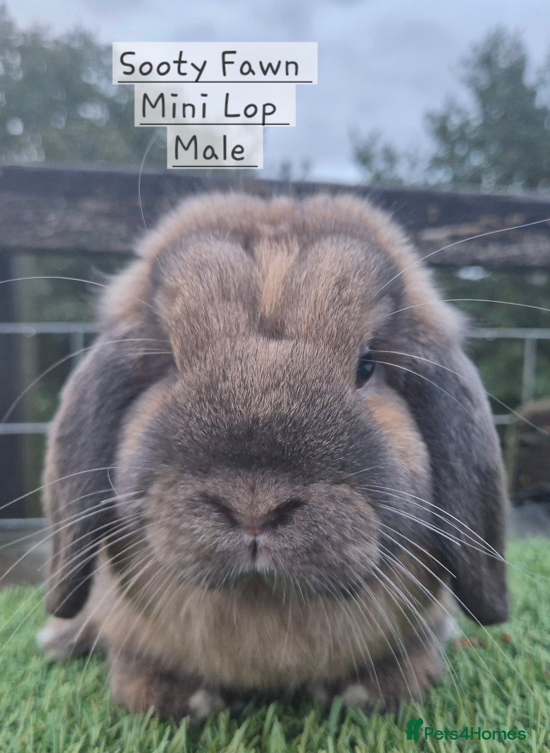 Mini Lop rabbits for sale: Various young mini lop males  - Image 7