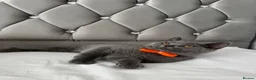 British Shorthair cats for sale: Beautiful  Blue British Shorthair Kittens  - Advert 29