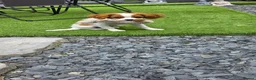 King Charles Spaniel dogs for sale: King charles spaniel, Female  - Advert 5