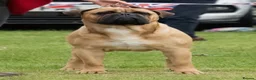 Bullmastiff dogs for sale:  Bullmastiff puppies available for loving homes in Taunton - Advert 5