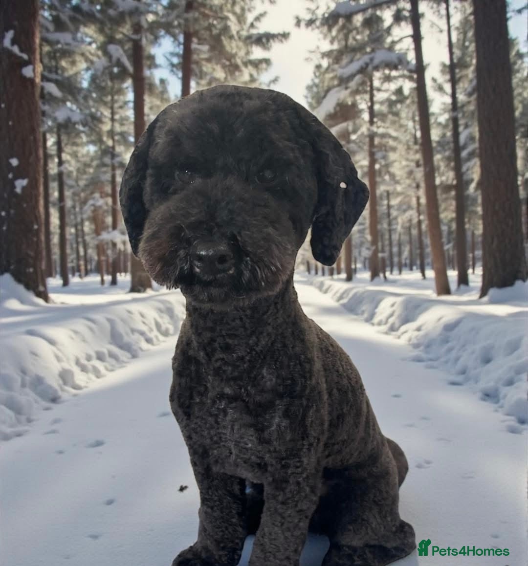 Cavapoochon dogs for sale: Beautiful cavapoochon needing an urgent home! - Advert 1