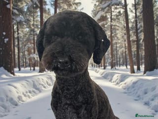 Cavapoochon dogs Beautiful cavapoochon needing an urgent home! - Advert 1