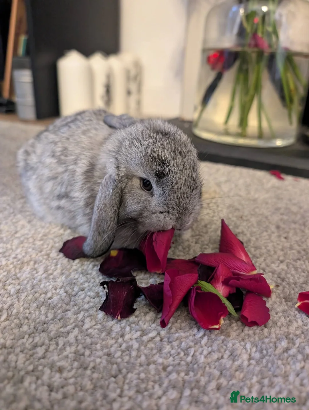 Mini Lop rabbits for sale: Mini lops for sale  - Advert 1