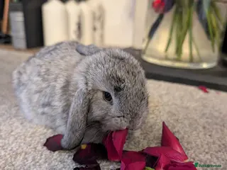 Mini Lop rabbits Mini lops for sale - Advert 4