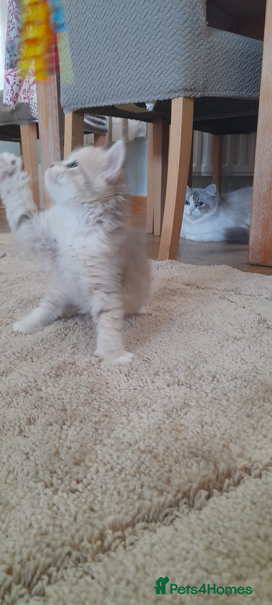 Siberian cats for sale: Siberian GCCF. kittens  - Image 7