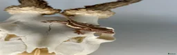 Gecko reptiles for sale: Baby Lilly white & harlequin crested geckos  - Advert 7