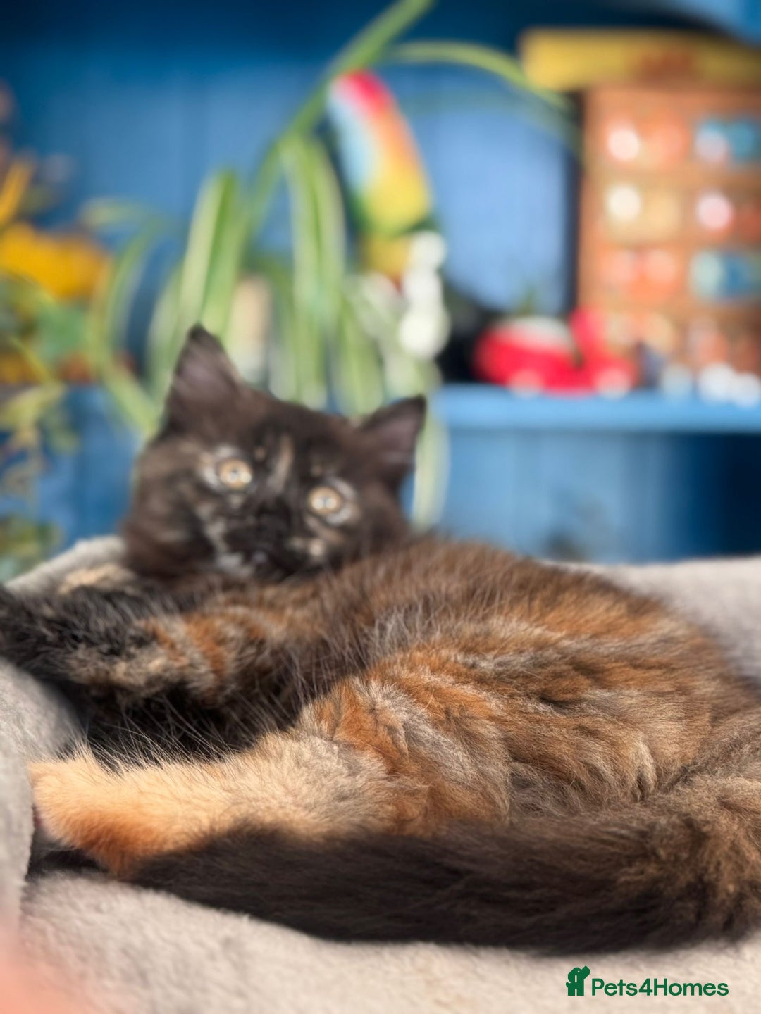 Mixed Breed cats for sale: Ragdoll and Maine Coon crossed  - Image 34