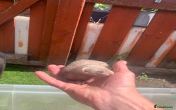 Ferret rodents for sale: Micro and small ferrets - Image 1