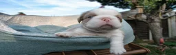 French Bulldog dogs for sale: RARE FLUFFY FRENCH BULLDOGS | 5KC REG | DNA CERT - Advert 25