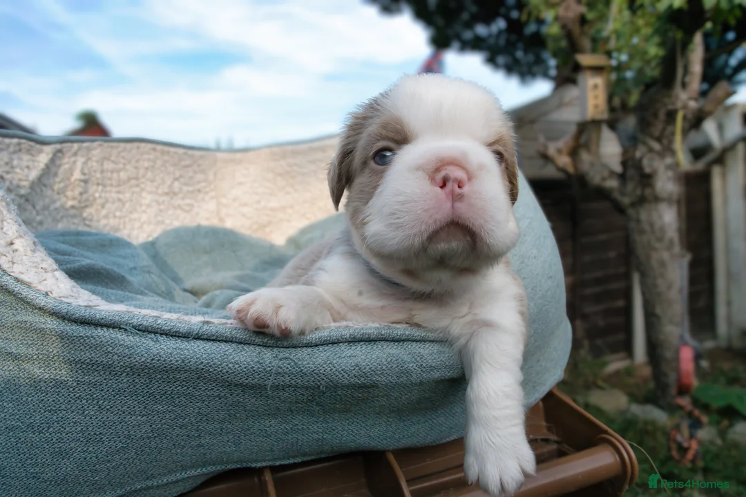 French Bulldog dogs for sale: RARE FLUFFY FRENCH BULLDOGS | 5KC REG | DNA CERT - Advert 25