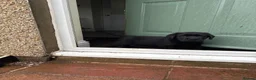 Labrador Retriever dogs for sale: KC registered Labradors - Advert 4