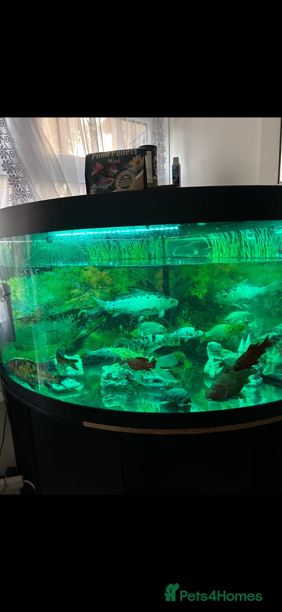 Koi Carp fish Fish for sale with tank  - Advert 1