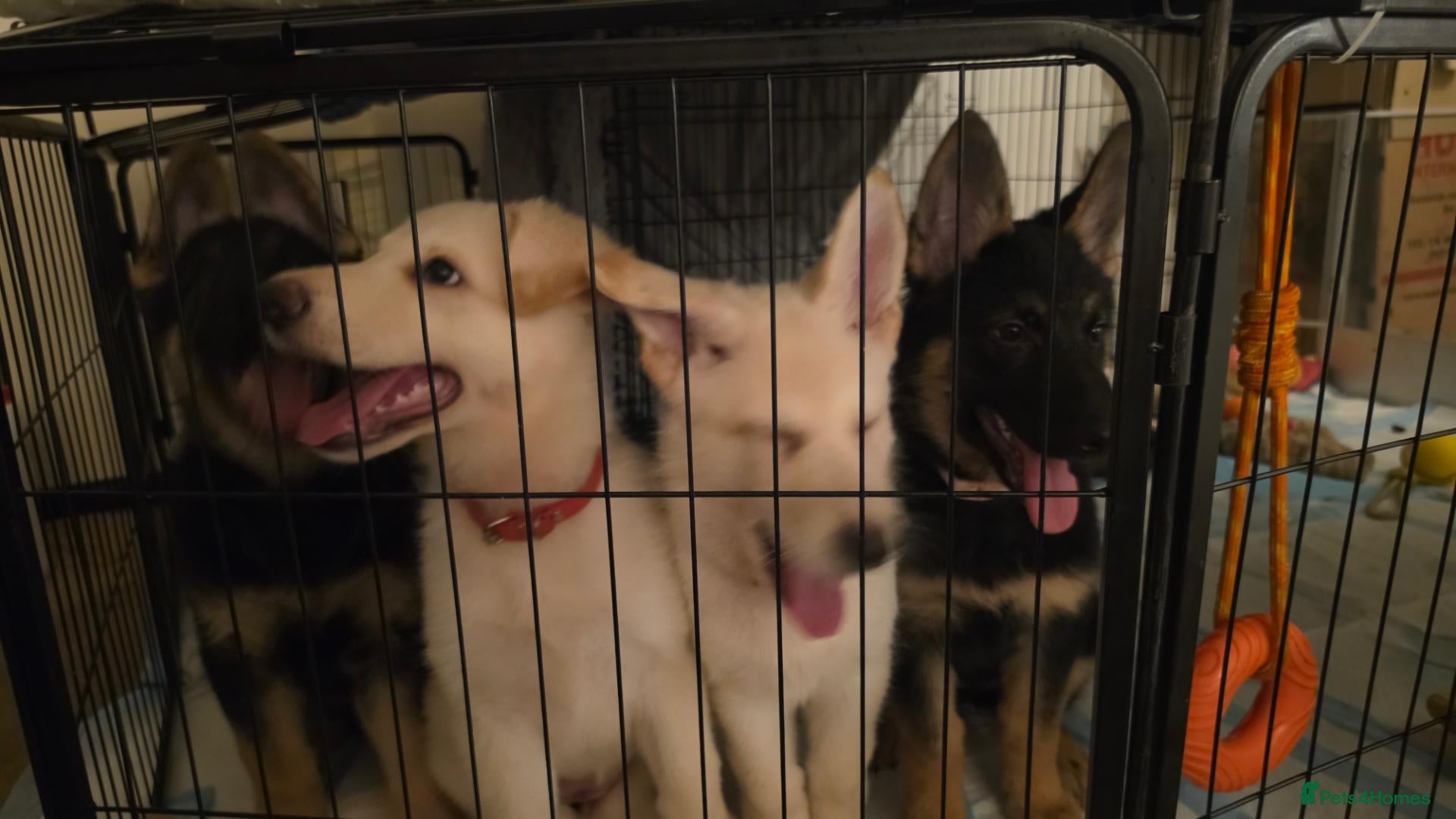 German Shepherd dogs White & black/tan German Shepherd only 2 left - Advert 16