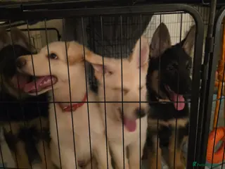 German Shepherd dogs White & black/tan German Shepherd only 2 left - Advert 16