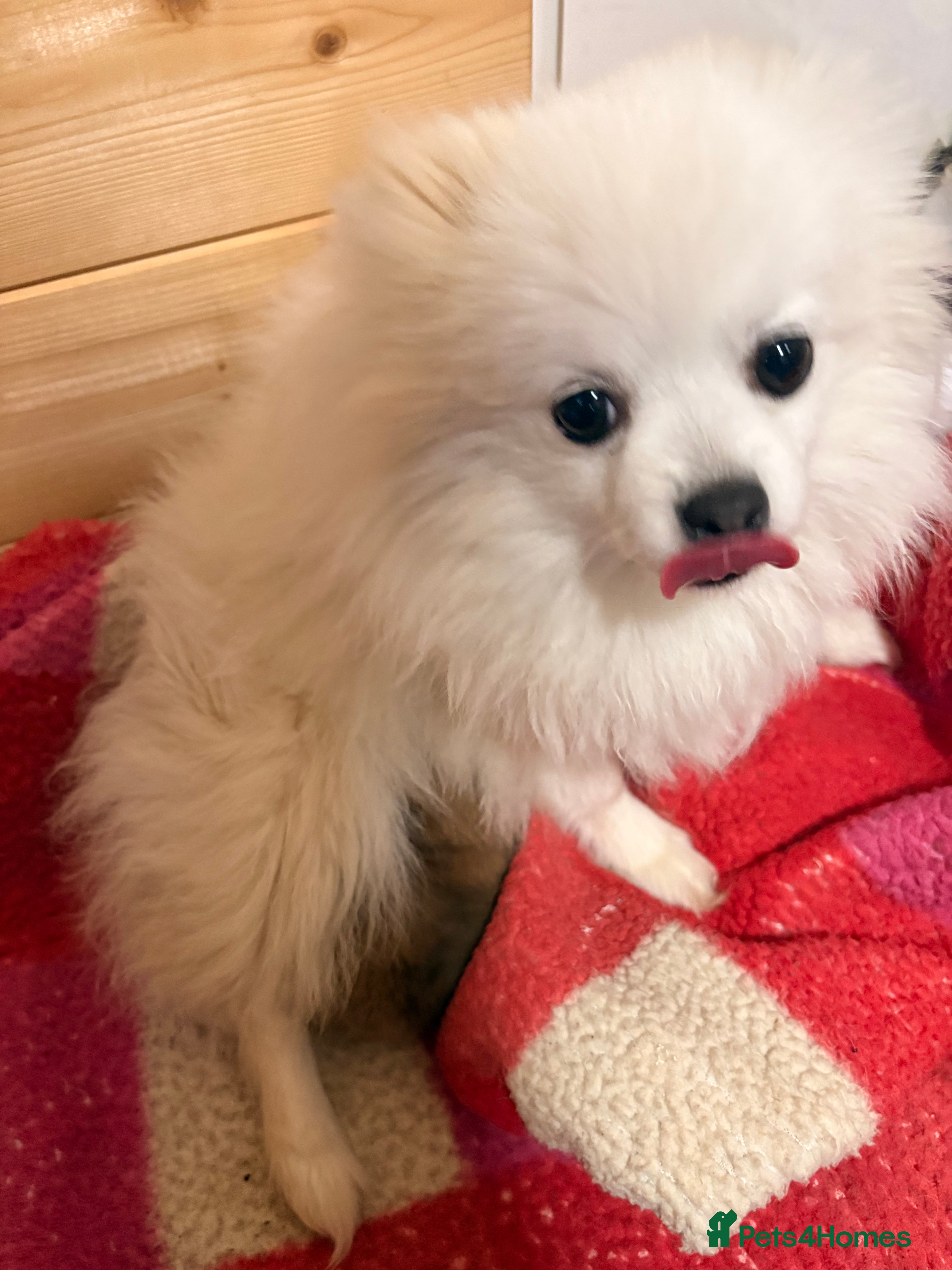 Pomeranian dogs Beautiful baby Boy fluffy and cuddly  - Advert 1