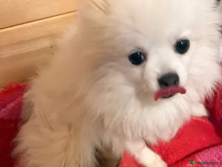 Pomeranian dogs Beautiful baby Boy fluffy and cuddly - Advert 1