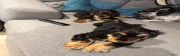 Cocker Spaniel dogs for sale: Last remaining Stunning KC show Cocker  - Advert 5
