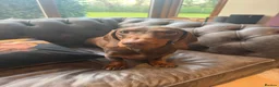 Dachshund dogs for sale: Black tan Dachshunds  - Advert 21