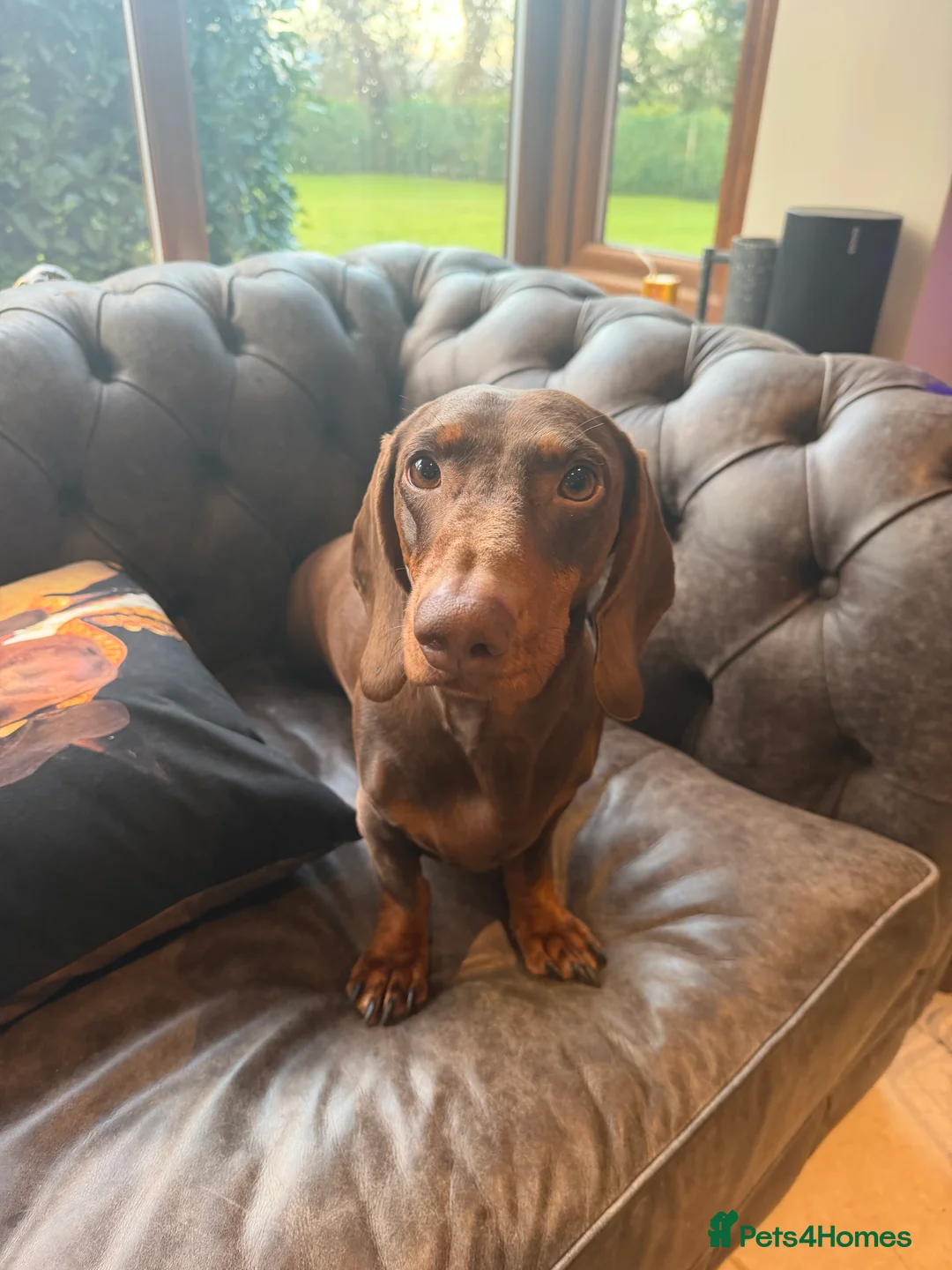 Dachshund dogs for sale: Black tan Dachshunds  - Advert 21