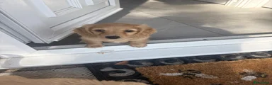 Miniature Dachshund 3