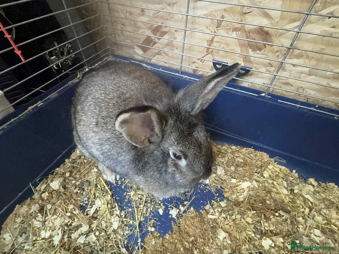English Lop rabbits for sale: rabbits for sale ready to go  - Image 2