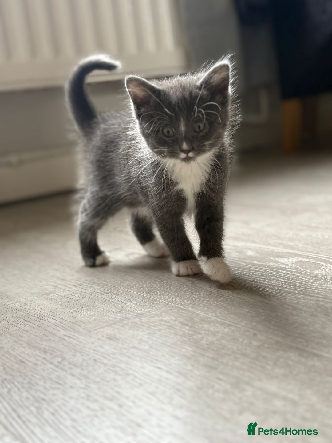 Mixed Breed cats for sale: Stunning mixed breed kittens  - Image 7