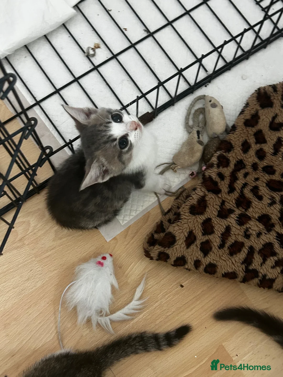 Domestic Shorthair cats for sale: 4 gorgeous male kittens 8weeks - Advert 35