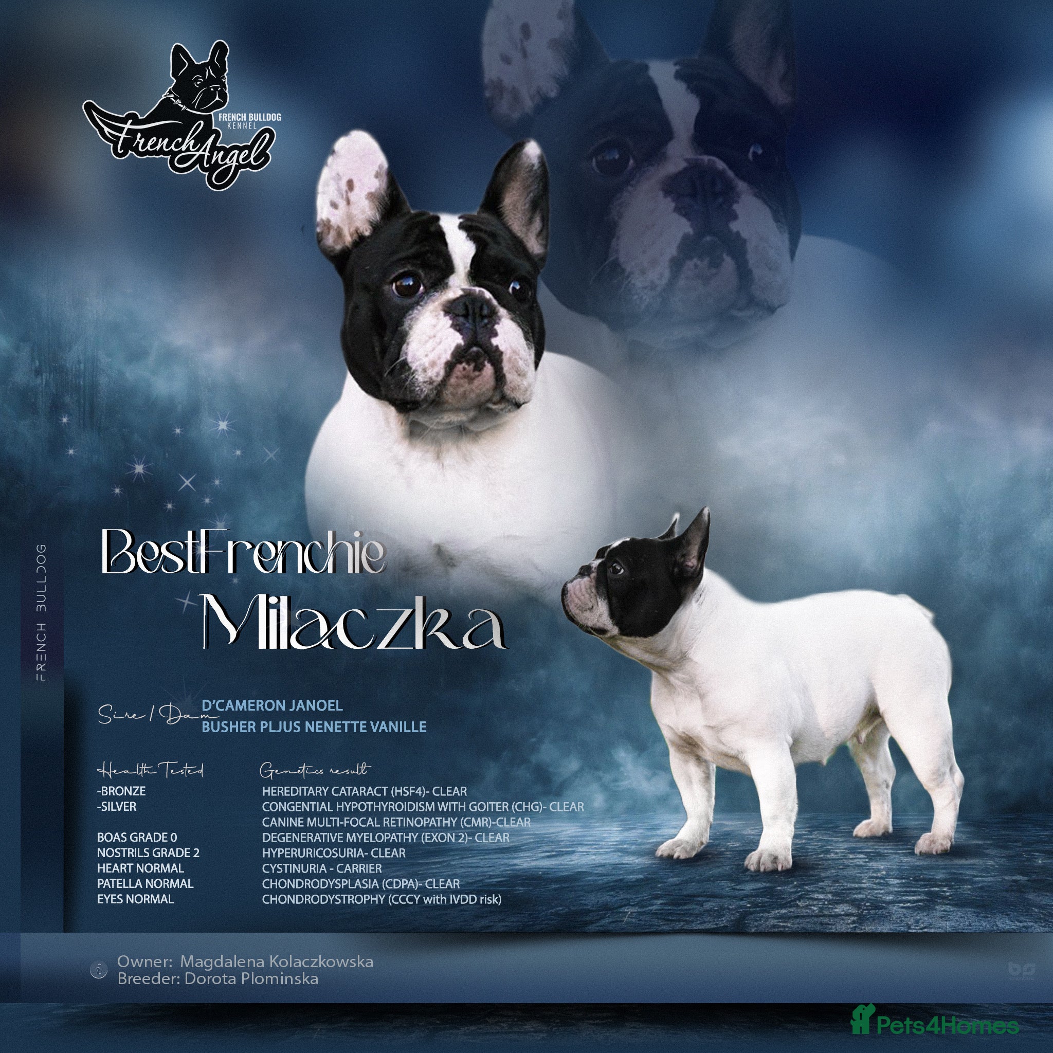 French Bulldog dogs KC Fully tested genetic and health  puppies - Advert 15