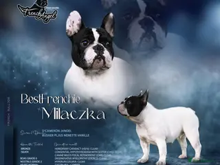 French Bulldog dogs KC Fully tested genetic and health puppies - Advert 15