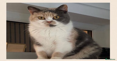 British Shorthair cats - Advert 6