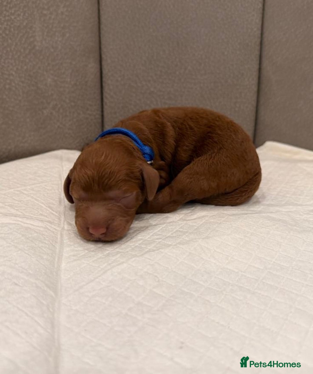 Mini Goldendoodle dogs for sale: Deep Red Mini Goldendoodle  - Advert 8