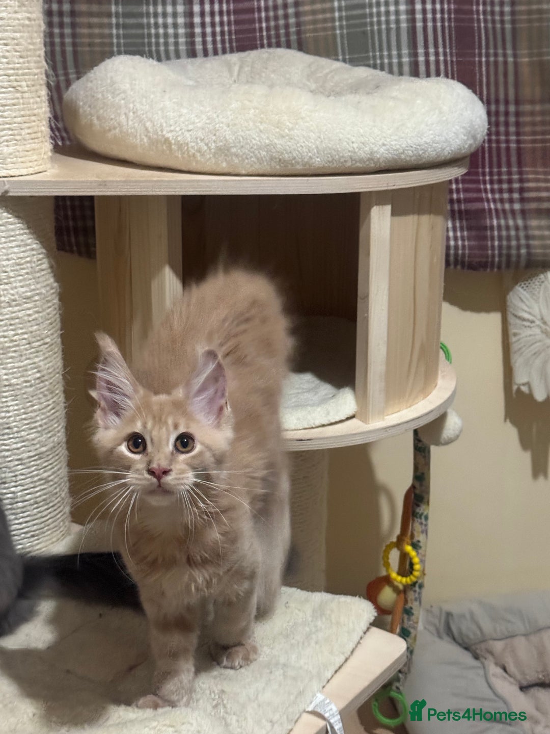 Maine Coon cats for sale: Last Ginger Boy Pure Mainecoon! - Image 8