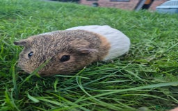 Guinea Pig rodents for sale: Harry Styles for sale - Image 1