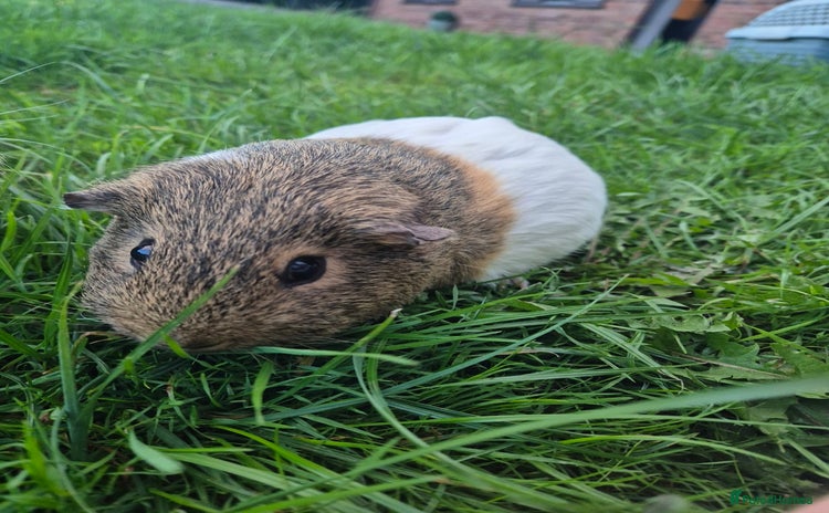 Guinea Pig rodents - Advert 1