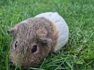 Guinea Pig rodents for sale - Advert 1