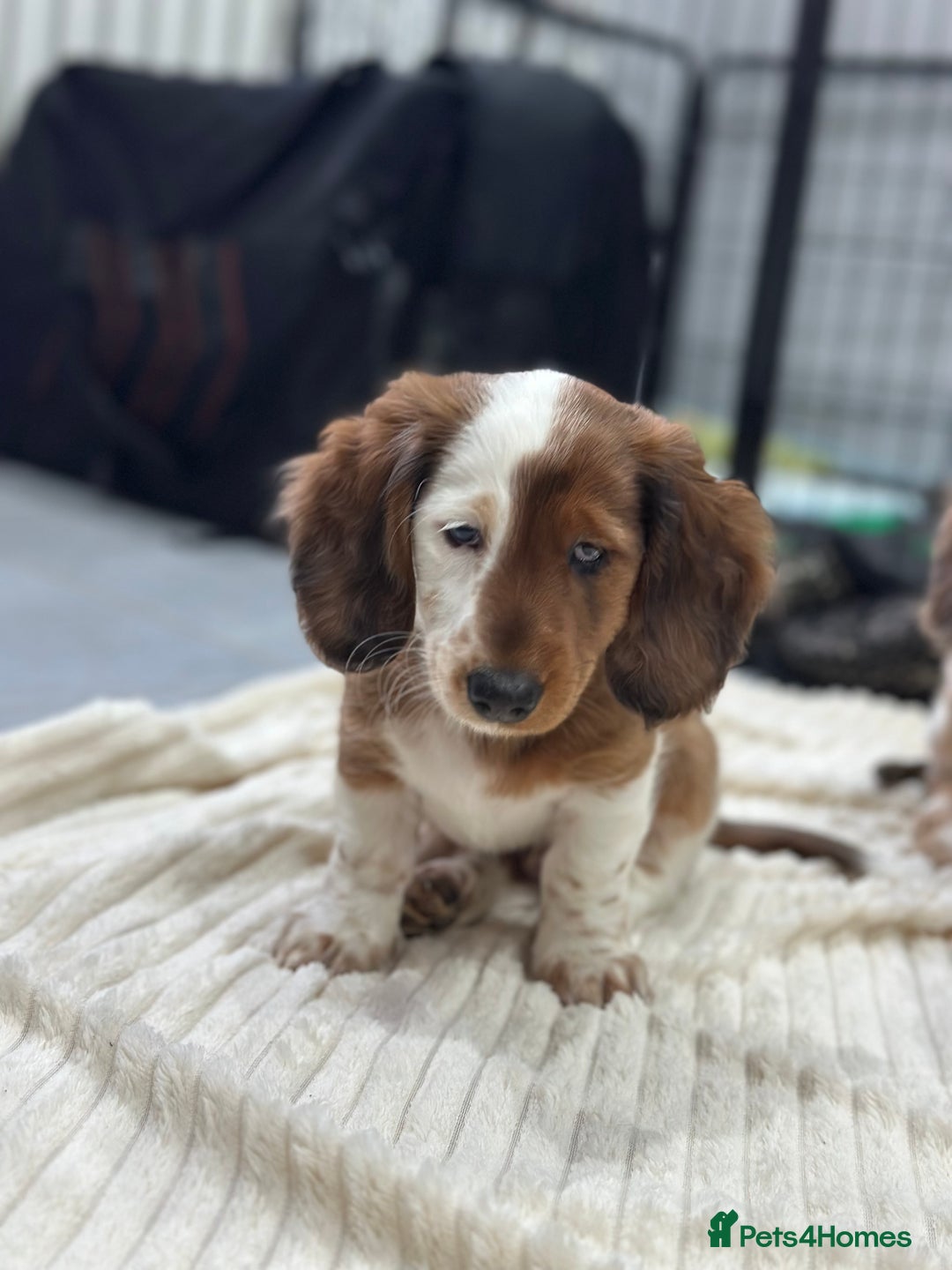 Miniature Dachshund dogs for sale: Miniature Dachounds pied dapples  - Advert 1