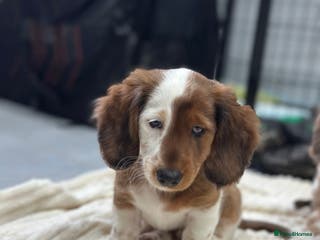 Miniature Dachshund dogs Miniature Dachounds pied dapples - Advert 10