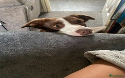 Border Collie dogs for sale: Border collie puppy’s ready to reserve  - Image 5