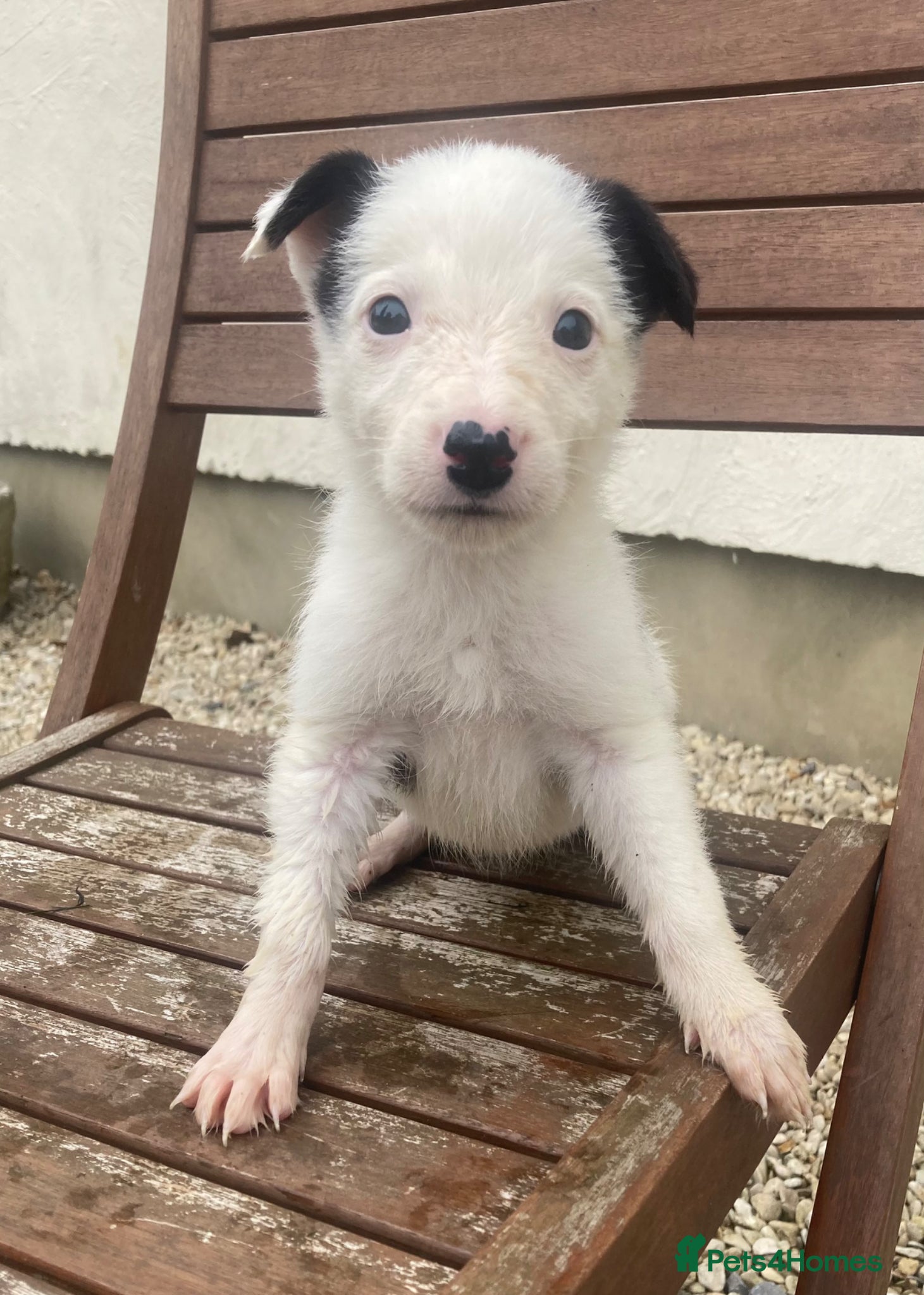 Border Collie dogs Puppies Collie x READY NOW - Advert 2