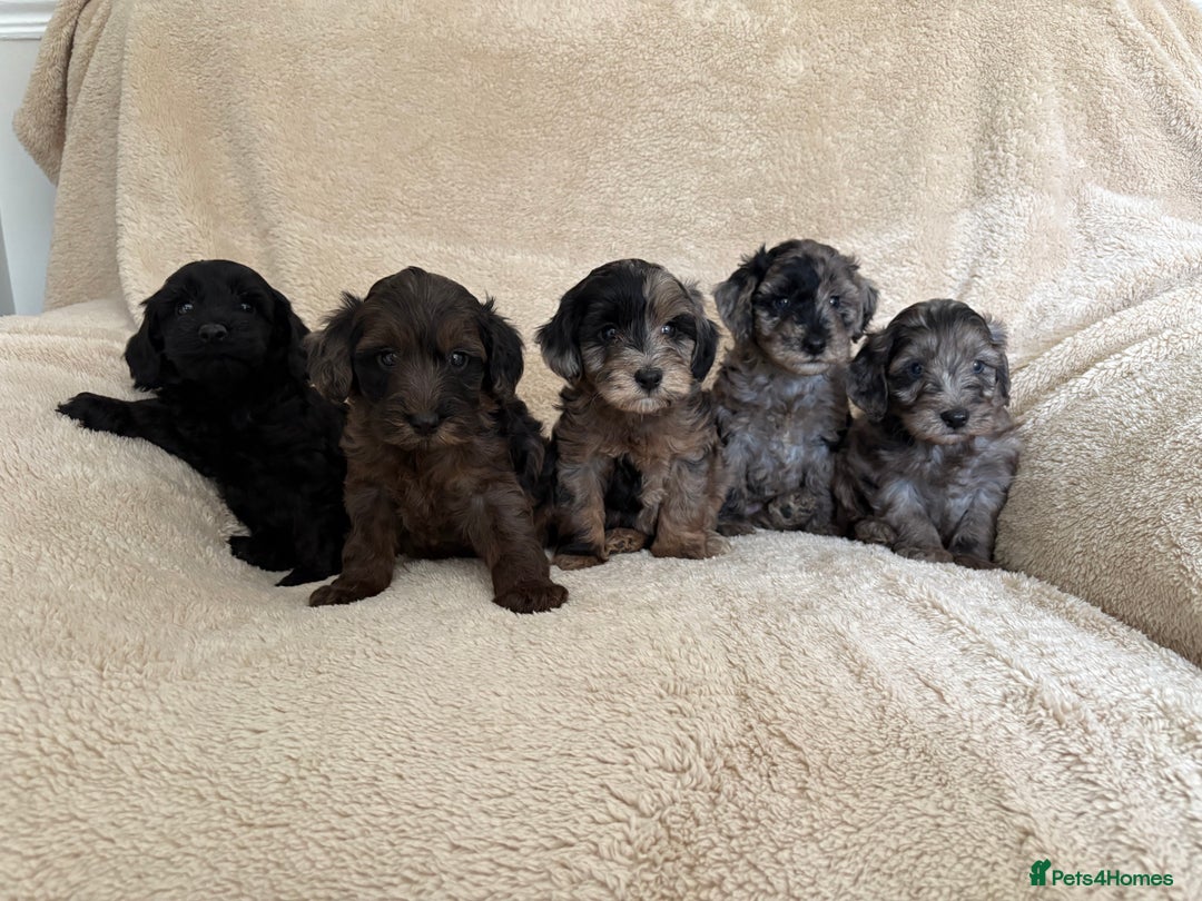 Cockapoo dogs for sale: Cockapoo puppies  - Image 2