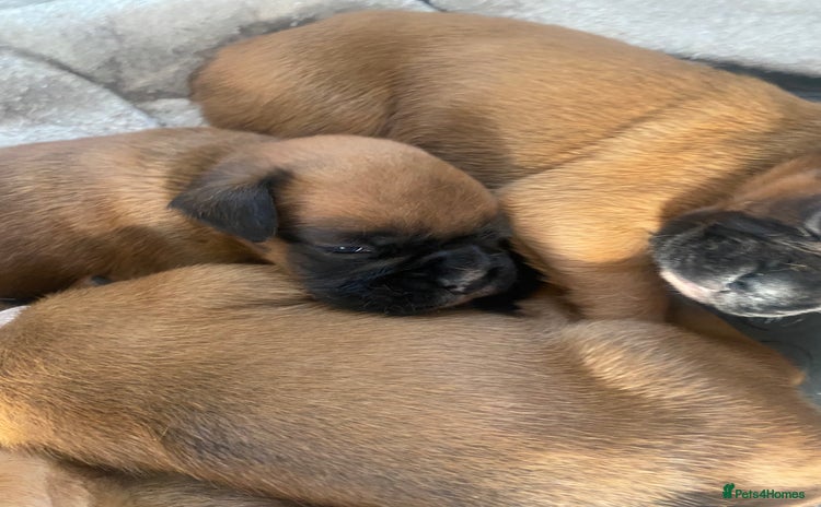 Boxer dogs - Advert 4